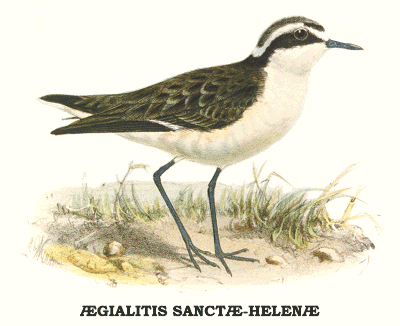 The Wirebird (plate from Melliss)